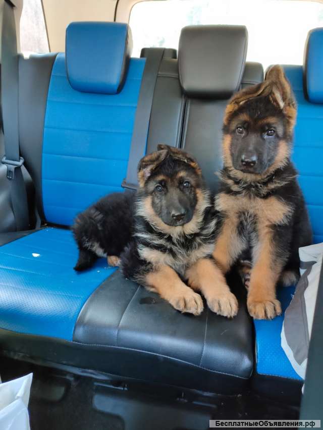Щенки немецкой овчарки