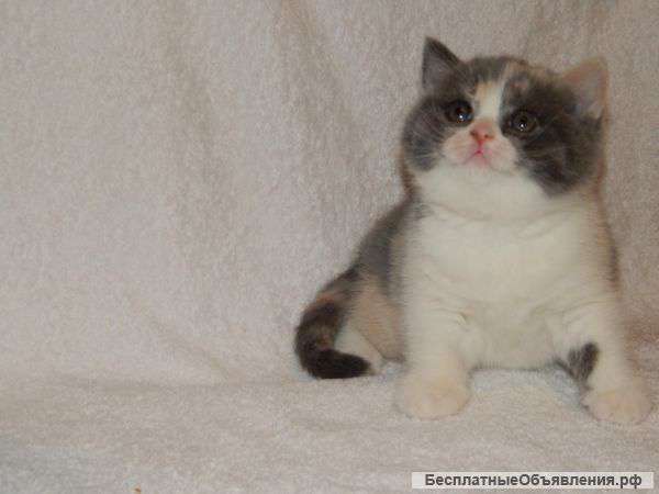 Чистокровные британские котята от титулованных родителей