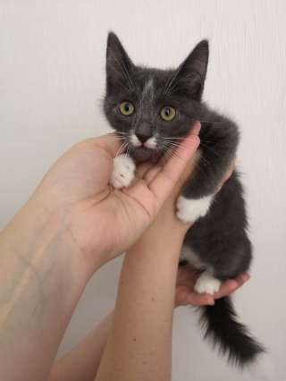 Котенок Мишенька в добрые руки