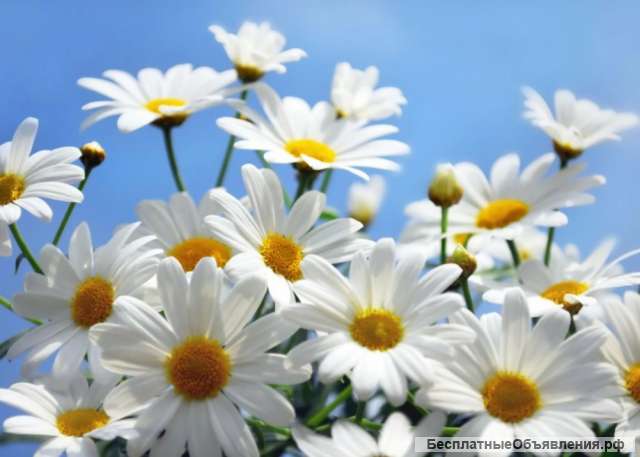 Репетитор по истории и обществознанию