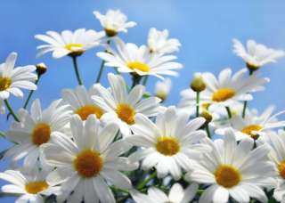 Репетитор по истории и обществознанию