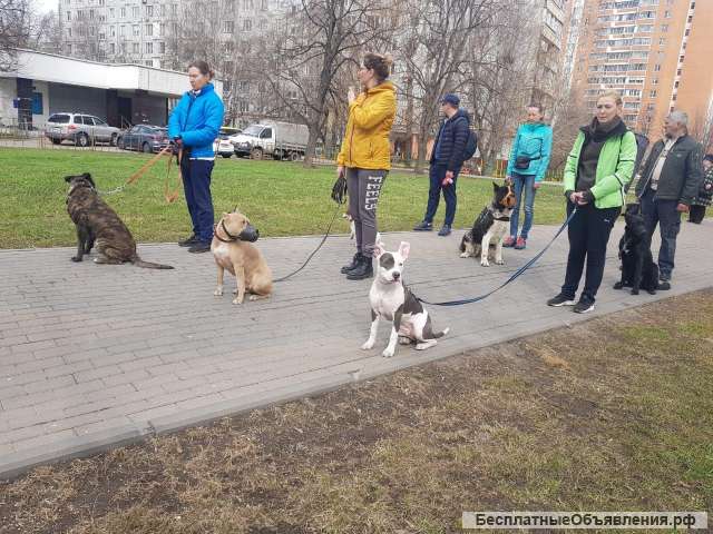 Дрессировка собак в Москве и Московской области