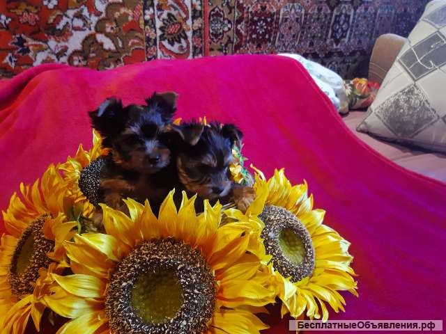 Щенки йоркширского терьера