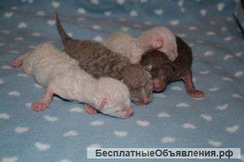 Элитные кудрявые котята корниш рекса (разные окрасы)