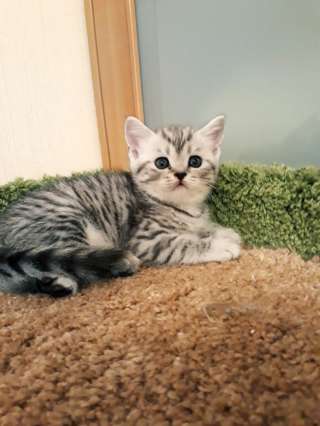 Ирма красотка плюшевый милый котенок