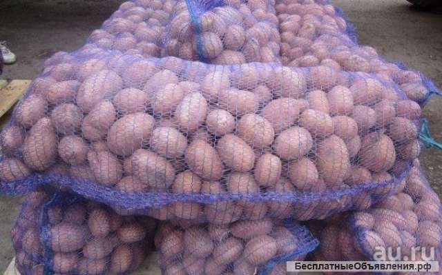 Картофель оптом. Урожай 2021. Беларусь