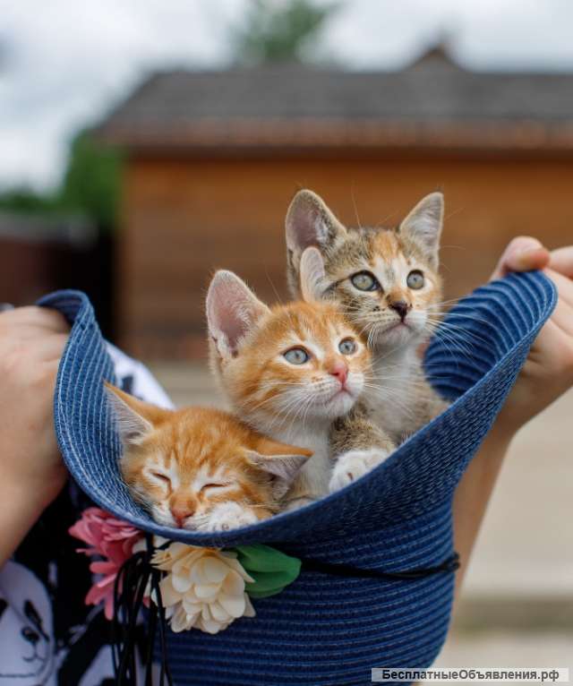 Очаровательные котята-сестрички в добрые руки