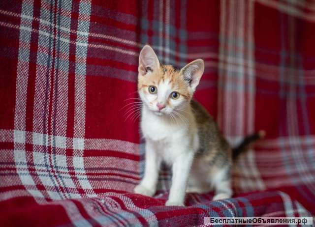 Две ласковые кошечки ищут дом и любящих хозяев