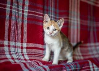 Две ласковые кошечки ищут дом и любящих хозяев