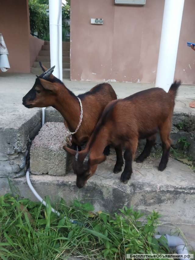 Камерунские мини козы