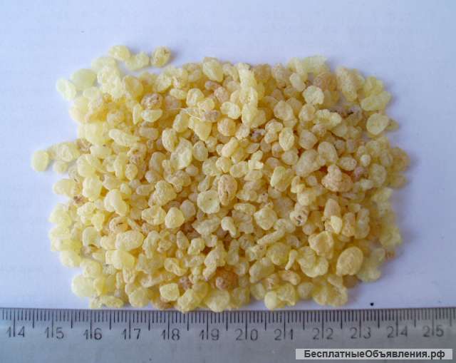 Экспортируем смолу мастичного дерева (Mastic gum, مصطکی)