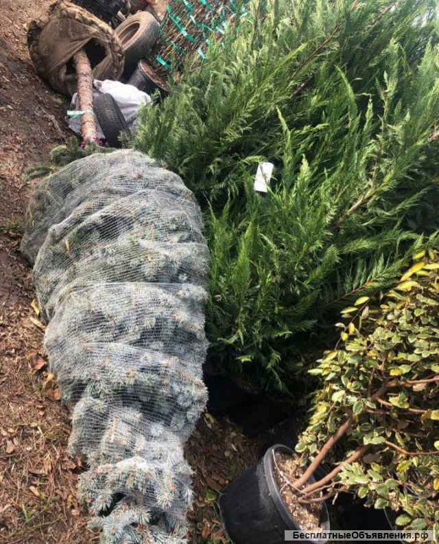 Посадка растений