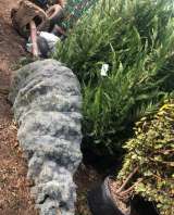 Посадка растений