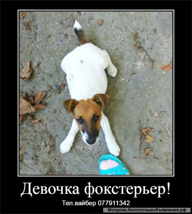 Недорого девочка породы гладкошерстный фокстерьер