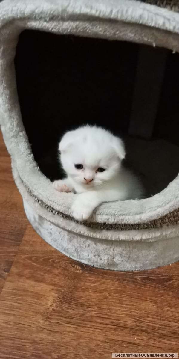 Белоснежный котенок