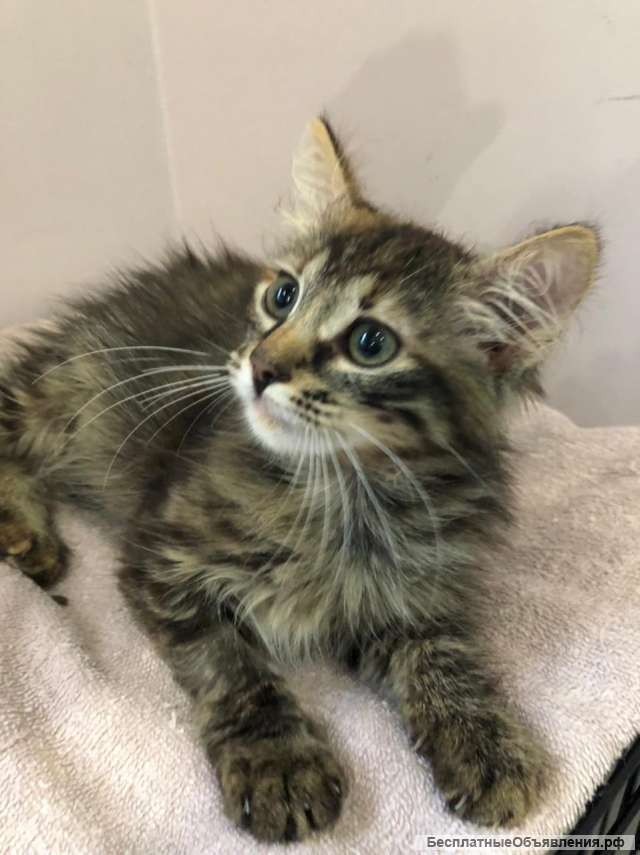 Забавная и задорная котенок девочка в добрые руки