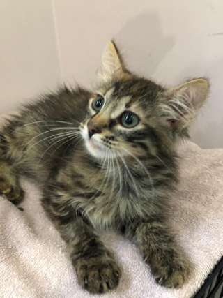 Забавная и задорная котенок девочка в добрые руки