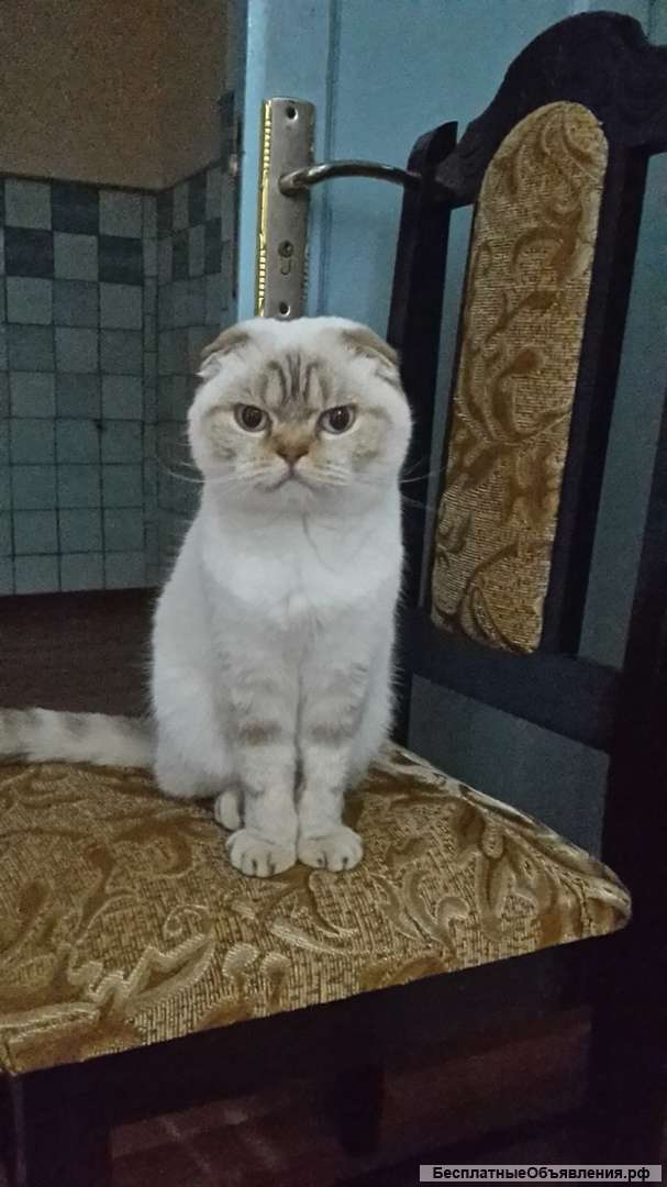 Кошка британская вислоухая