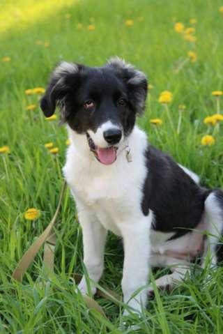 Джесси, 100% позитива и радости ищет дом