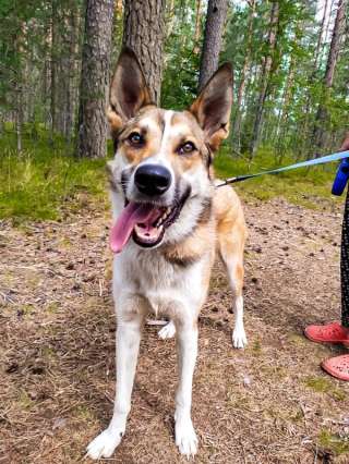 Пес Мунг ищет дом