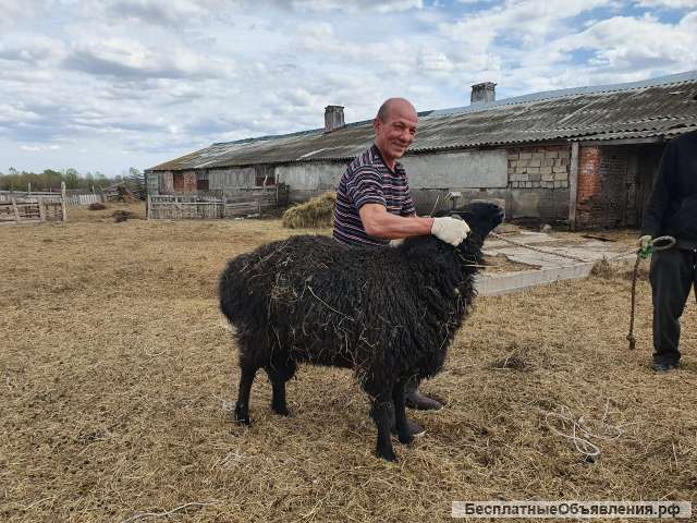 Барашки на Курбан-байрам в Казани