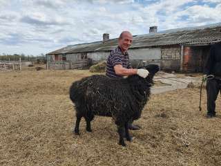 Барашки на Курбан-байрам в Казани
