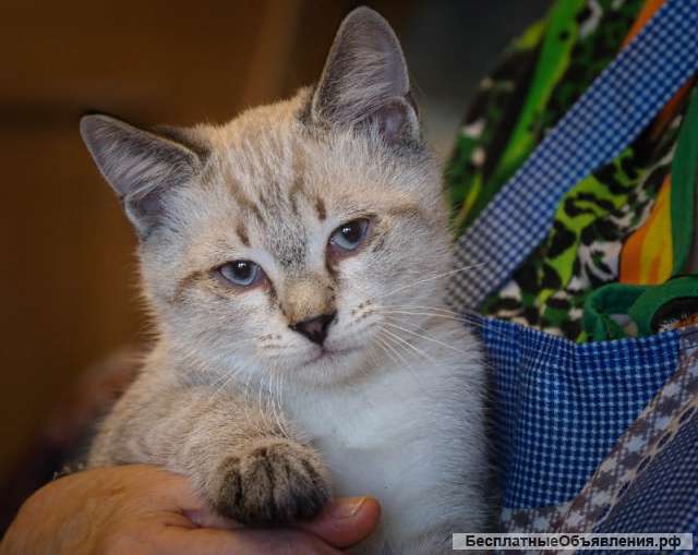 Ищем добрые руки для маленьких котят