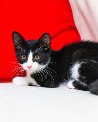 Мальчик Ракета ищет дом