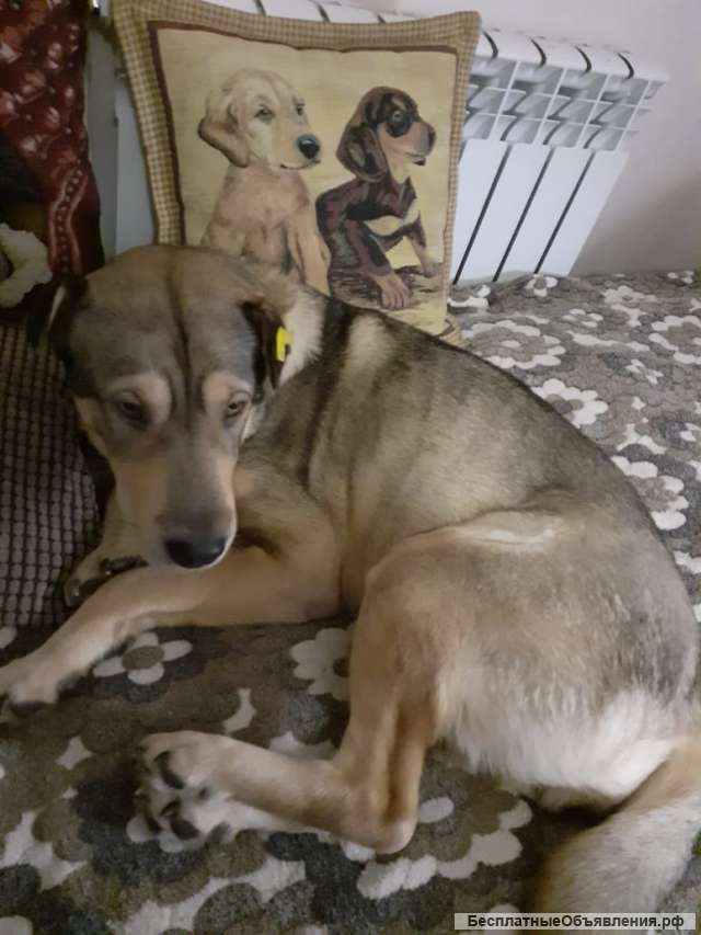 Отдам в добрые заботливые руки собачку-девочку