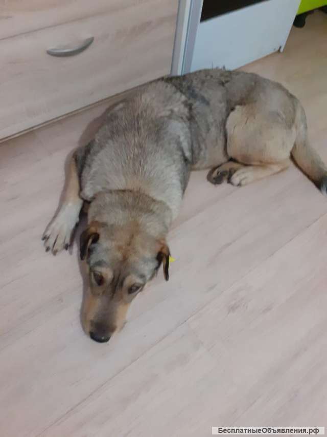 Отдам в добрые заботливые руки собачку-девочку