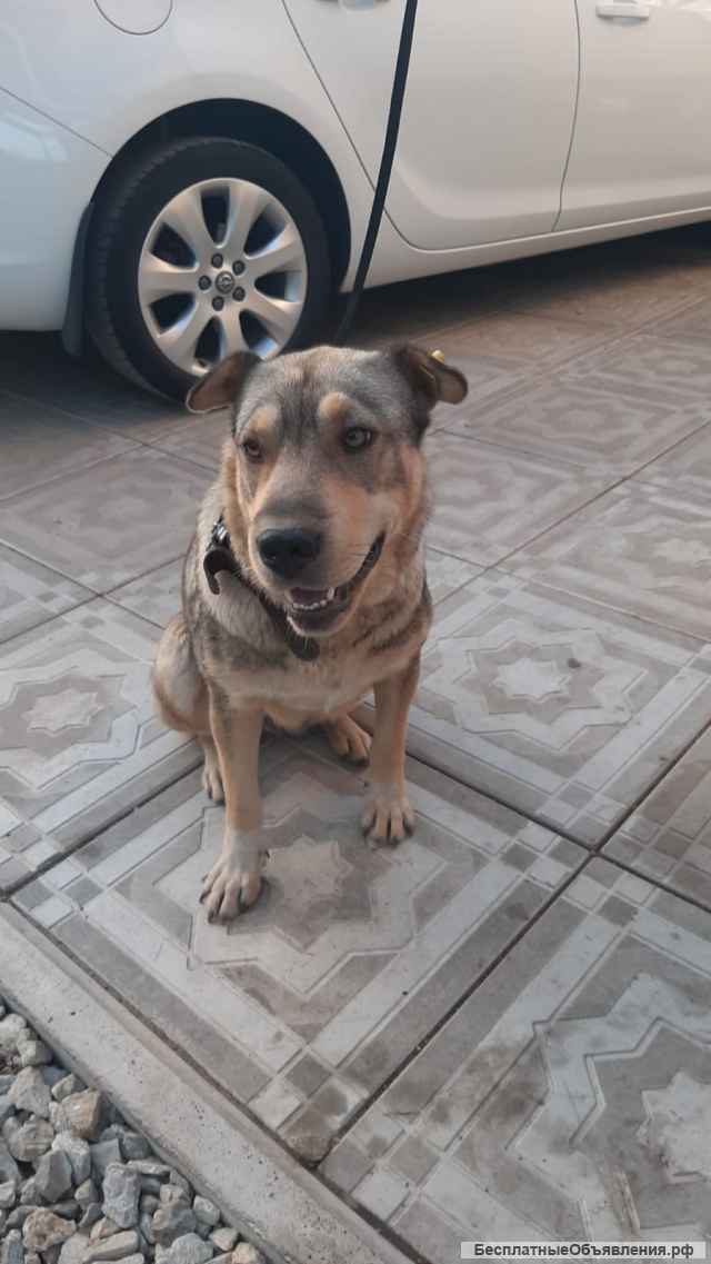 Отдам в добрые заботливые руки собачку-девочку