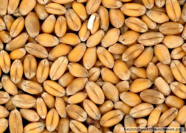 Пшеница фуражная оптом от производителя