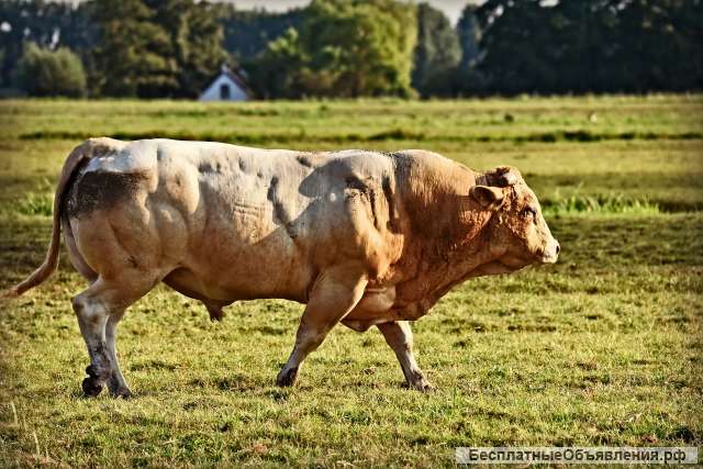 Быки мясных пород живым весом на убой
