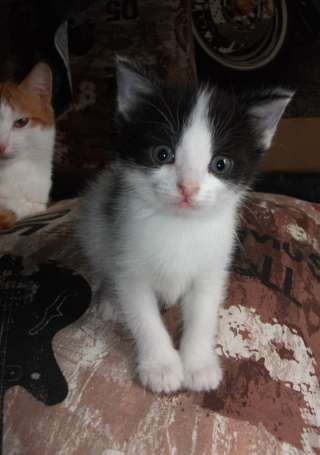 Отдам котёнка с славянской мордочкой