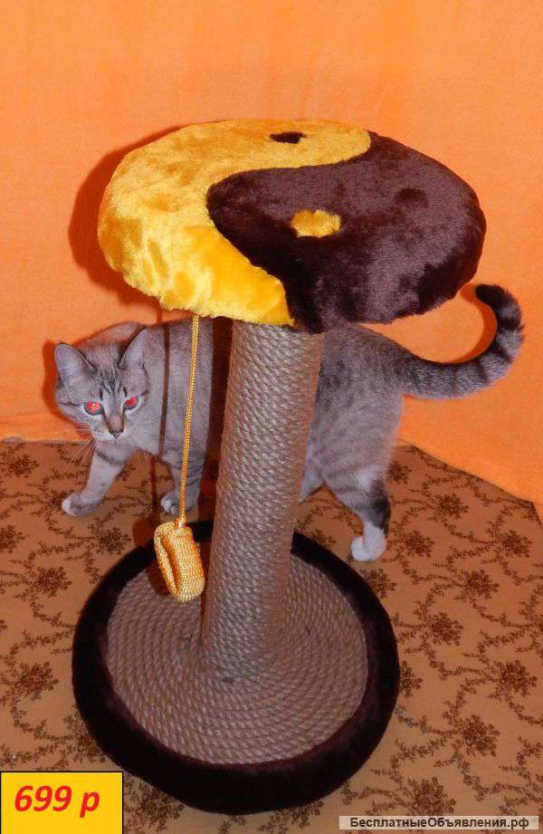 Когтеточка