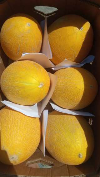 Дыня «Торпеда», «Гуляби» 5-6 кг., 37 р/кг с НДС оптом. Напрямую от производителя.