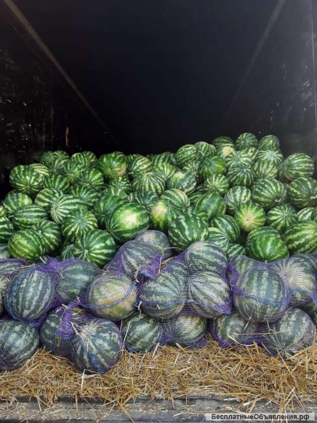 Арбуз «Каристан» 4-10 кг., 17 р/кг с НДС оптом. Напрямую от производителя.