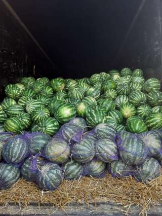 Арбуз «Каристан» 4-10 кг., 17 р/кг с НДС оптом. Напрямую от производителя.