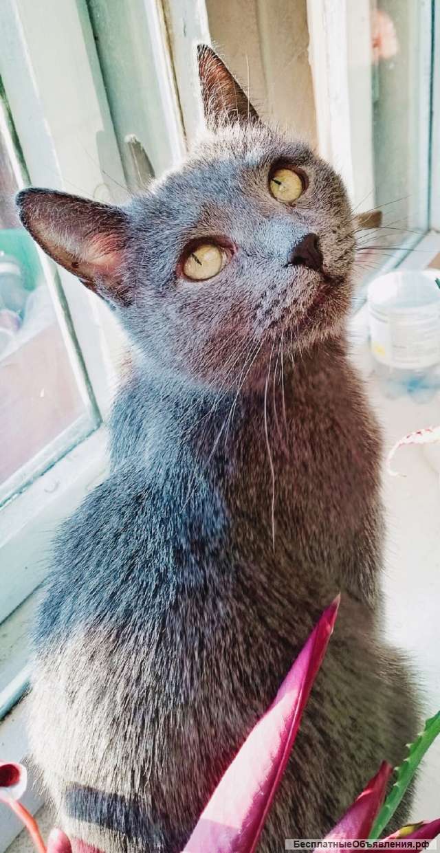 Кошка