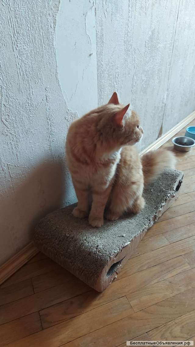 Рыжий, крупный, упитанный кот Барон