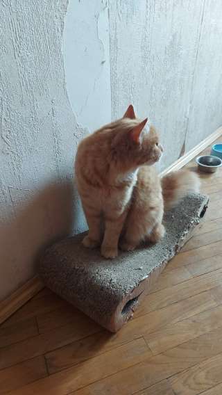 Рыжий, крупный, упитанный кот Барон