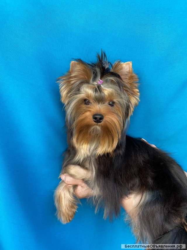 Кабель йоркширского терьера