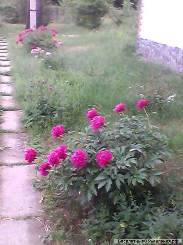 Проживание пожилых людей