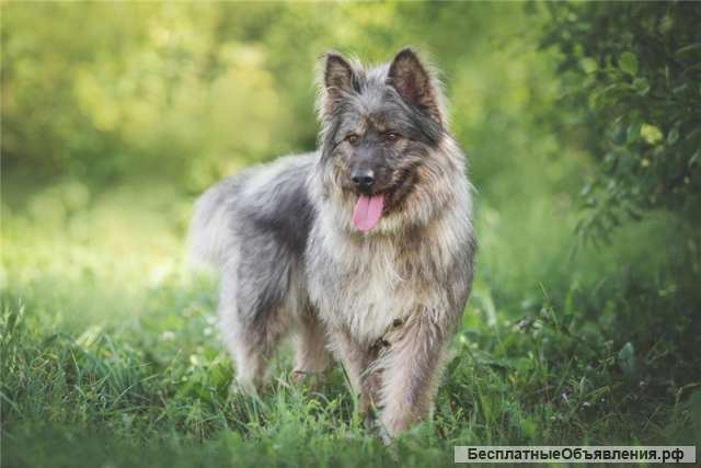 Красивая собака в добрые руки