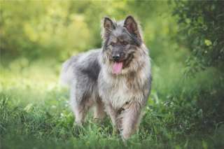 Красивая собака в добрые руки