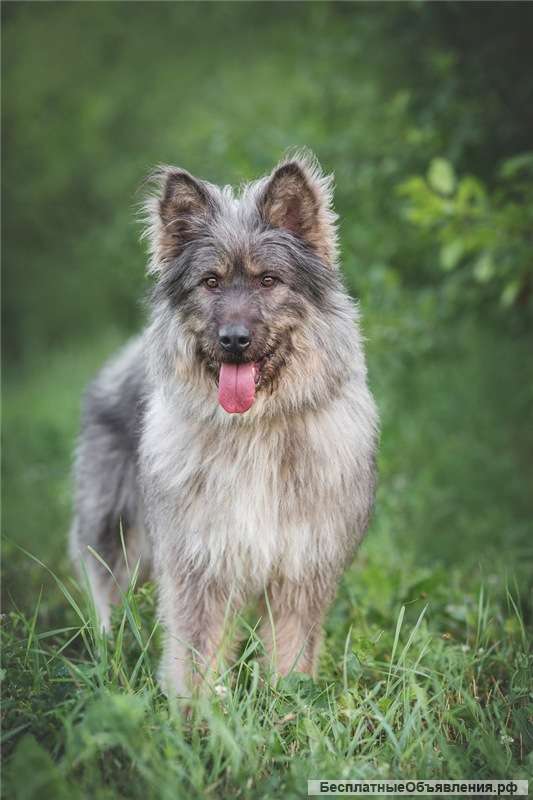 Красивая собака в добрые руки