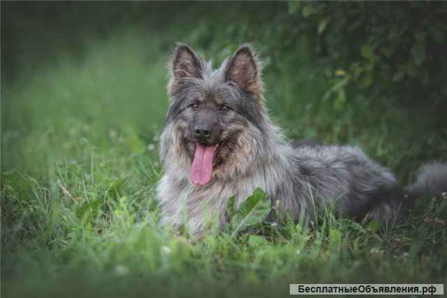 Красивая собака в добрые руки