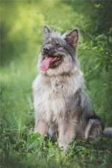 Красивая собака в добрые руки