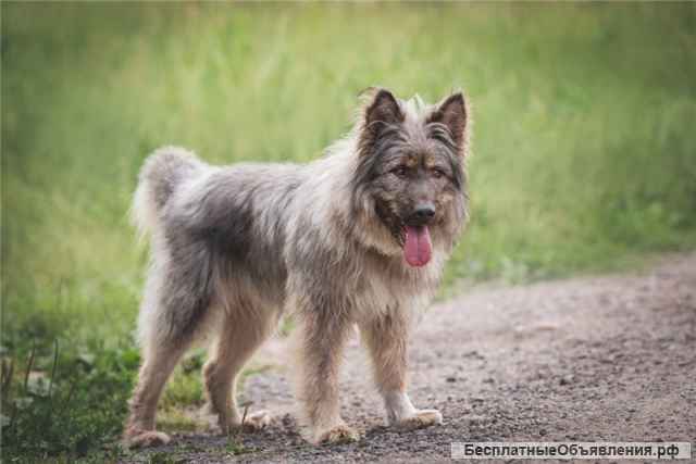 Красивая собака в добрые руки