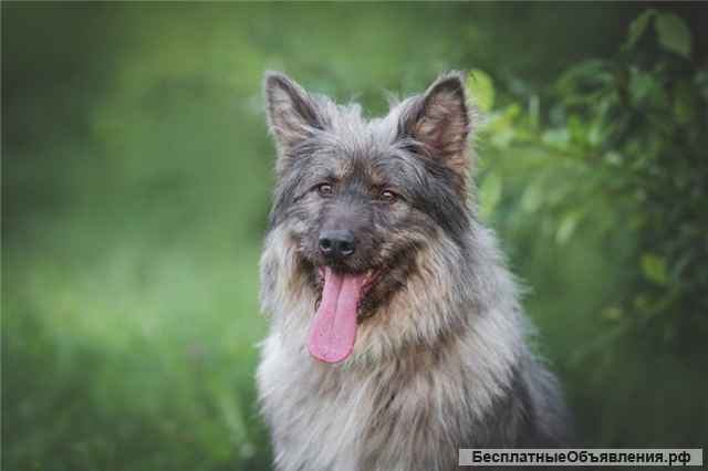 Красивая собака в добрые руки